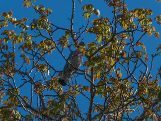 Pigeon Perched High in Spring Tree