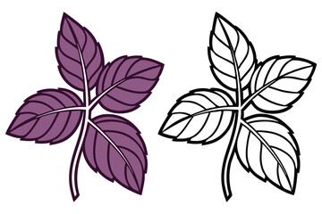 Illustrated basil leaf shows purple color variation with outline version for coloring book cover on white background