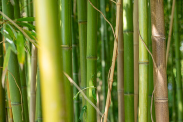 Une for&ecirc;t de bambou dans un jardin