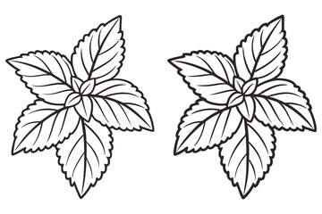 Fresh basil sprigs are outlined as art for coloring book cover on white background