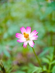 Beautiful cosmos flower in the garden