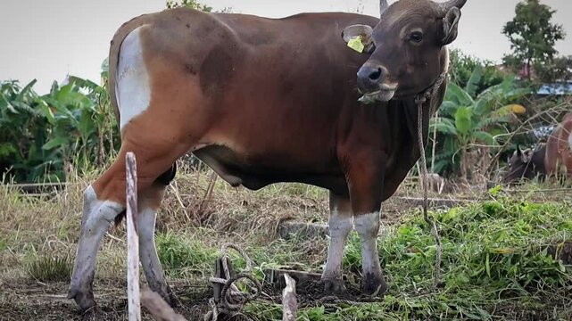 Beefmaster cattle standing in a green field, Cow portrait, a cute and young red bovine, with white blaze and black nose and friendly expression, adorable