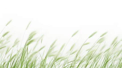 Delicate Green Grass Blades Swaying in the Gentle Breeze Outdoors