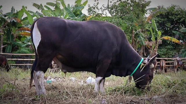 Beefmaster cattle standing in a green field, Cow portrait, a cute and young red bovine, with white blaze and black nose and friendly expression, adorable.