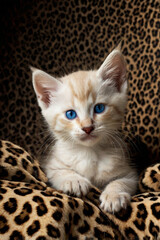 a light cream-colored kitten with striking blue eyes