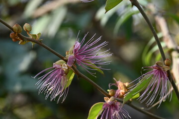 Capparis spinosa flowers. Its common names wyjeelah, nipang creeper, Capparis lasiantha, Flinders...