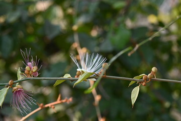Capparis spinosa flowers. Its common names wyjeelah, nipang creeper, Capparis lasiantha, Flinders...