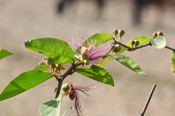 Capparis spinosa flowers. Its common names wyjeelah, nipang creeper, Capparis lasiantha, Flinders...
