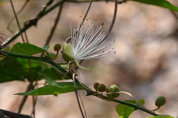 Capparis spinosa flowers. Its common names wyjeelah, nipang creeper, Capparis lasiantha, Flinders...