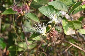 Capparis spinosa flowers. Its common names wyjeelah,&nbsp;nipang creeper,&nbsp;Capparis lasiantha, Flinders roseand and &nbsp;bush caper. wildflower.