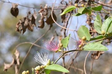 Capparis spinosa flowers. Its common names wyjeelah, nipang creeper, Capparis lasiantha, Flinders roseand and  bush caper. wildflower.