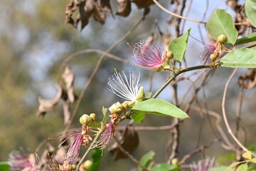 Capparis spinosa flowers. Its common names wyjeelah, nipang creeper, Capparis lasiantha, Flinders roseand and  bush caper. wildflower.