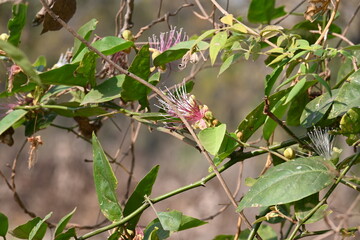 Capparis spinosa flowers. Its common names wyjeelah, nipang creeper, Capparis lasiantha, Flinders roseand and  bush caper. wildflower.