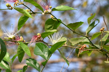 Capparis spinosa flowers. Its common names wyjeelah, nipang creeper, Capparis lasiantha, Flinders roseand and  bush caper. wildflower.