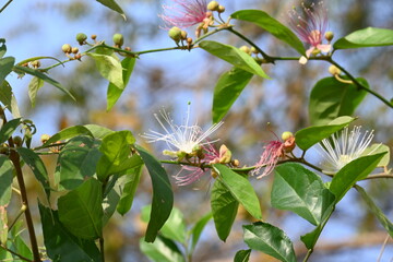 Capparis spinosa flowers. Its common names wyjeelah, nipang creeper, Capparis lasiantha, Flinders...