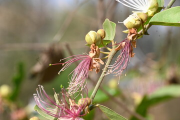 Capparis spinosa flowers. Its common names wyjeelah, nipang creeper, Capparis lasiantha, Flinders roseand and  bush caper. wildflower.