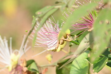 Capparis spinosa flowers. Its common names wyjeelah, nipang creeper, Capparis lasiantha, Flinders roseand and  bush caper. wildflower.