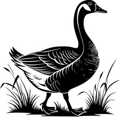 Black and White Canada Goose Illustration in Grass – Vintage Wildlife Bird Art