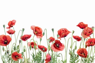 Fototapeta premium Vibrant red poppies blooming beautifully.