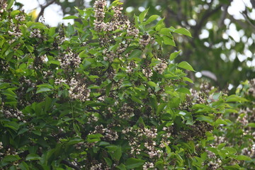 Millettia pinnata flowers. It is a species of tree in the pea family Fabaceae. Its other names  Pongamia pinnata, Indian beech and Pongame oiltree. It is used in many Ayurvedic medicine.
