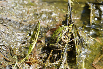 Grüner Frosch auf feuchtem Waldboden in natürlicher Umgebung
