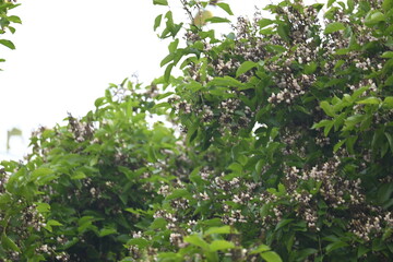Millettia pinnata flowers. It is a species of tree in the pea family Fabaceae. Its other names  Pongamia pinnata, Indian beech and Pongame oiltree. It is used in many Ayurvedic medicine.
