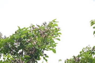 Millettia pinnata flowers. It is a species of tree in the pea family Fabaceae. Its other names  Pongamia pinnata, Indian beech and Pongame oiltree. It is used in many Ayurvedic medicine.
