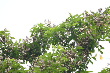 Millettia pinnata flowers. It is a species of tree in the pea family Fabaceae. Its other names  Pongamia pinnata, Indian beech and Pongame oiltree. It is used in many Ayurvedic medicine.
