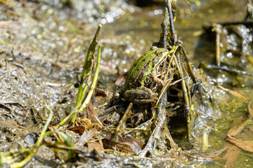 Grüner Frosch auf feuchtem Waldboden in natürlicher Umgebung