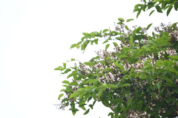 Millettia pinnata flowers. It is a species of tree in the pea family Fabaceae. Its other names  Pongamia pinnata, Indian beech and Pongame oiltree. It is used in many Ayurvedic medicine.
