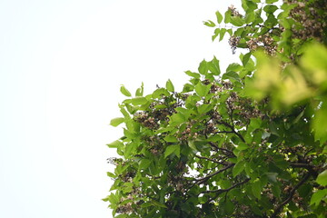 Millettia pinnata flowers. It is a species of tree in the pea family Fabaceae. Its other names  Pongamia pinnata, Indian beech and Pongame oiltree. It is used in many Ayurvedic medicine.

