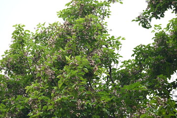 Millettia pinnata flowers. It is a species of tree in the pea family Fabaceae. Its other names  Pongamia pinnata, Indian beech and Pongame oiltree. It is used in many Ayurvedic medicine.
