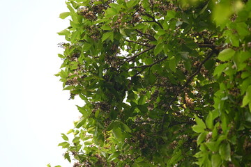Millettia pinnata flowers. It is a species of tree in the pea family Fabaceae. Its other names  Pongamia pinnata, Indian beech and Pongame oiltree. It is used in many Ayurvedic medicine.
