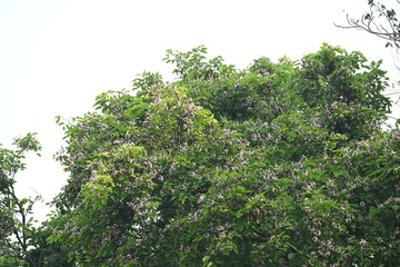 Millettia pinnata flowers. It is a species of tree in the pea family Fabaceae. Its other names  Pongamia pinnata, Indian beech and Pongame oiltree. It is used in many Ayurvedic medicine.
