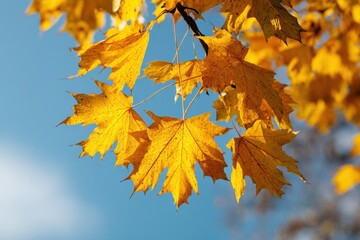 Obraz premium Observe Yellow Maple Leaves Against a Clear Blue Sky During Autumn, View Natural Foliage with Sky.