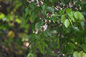 Millettia pinnata flowers. It is a species of tree in the pea family Fabaceae. Its other names  Pongamia pinnata, Indian beech and Pongame oiltree. It is used in many Ayurvedic medicine.
