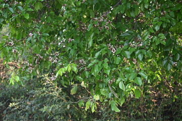 Millettia pinnata flowers. It is a species of tree in the pea family Fabaceae. Its other names  Pongamia pinnata, Indian beech and Pongame oiltree. It is used in many Ayurvedic medicine.
