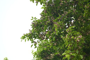 Millettia pinnata flowers. It&nbsp;is a species of tree in the pea family Fabaceae. Its other names  Pongamia&nbsp;pinnata, Indian beech&nbsp;and&nbsp;Pongame oiltree. It is used in many Ayurvedic medicine.
