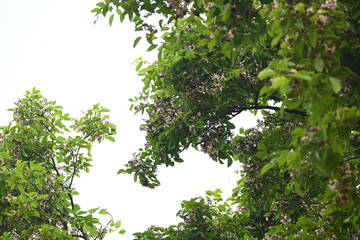 Millettia pinnata flowers. It is a species of tree in the pea family Fabaceae. Its other names  Pongamia pinnata, Indian beech and Pongame oiltree. It is used in many Ayurvedic medicine.

