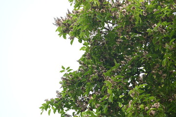 Millettia pinnata flowers. It is a species of tree in the pea family Fabaceae. Its other names  Pongamia pinnata, Indian beech and Pongame oiltree. It is used in many Ayurvedic medicine.
