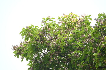 Millettia pinnata flowers. It is a species of tree in the pea family Fabaceae. Its other names  Pongamia pinnata, Indian beech and Pongame oiltree. It is used in many Ayurvedic medicine.

