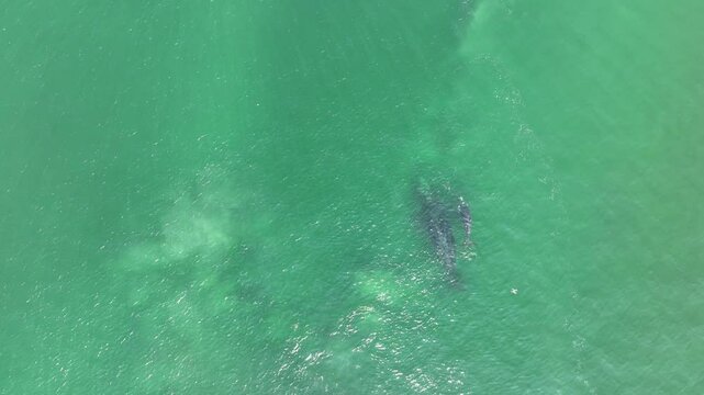 Baleia Franca, a Brazilian whale with her call in Florianopolis, Brazil. Right whales swimming near the coast of Florianopolis with their calves. Vertical video.