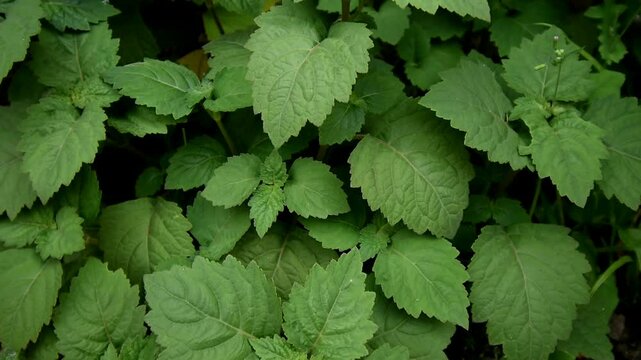 Patchouli leaves (Pogostemon cablin)
Patchouli leaves are the basic ingredient for making essential oil