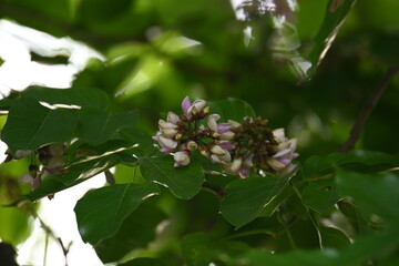 Millettia pinnata flowers. It is a species of tree in the pea family Fabaceae. Its other names  Pongamia pinnata, Indian beech and Pongame oiltree. It is used in many Ayurvedic medicine.
