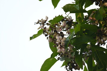 Millettia pinnata flowers. It is a species of tree in the pea family Fabaceae. Its other names  Pongamia pinnata, Indian beech and Pongame oiltree. It is used in many Ayurvedic medicine.
