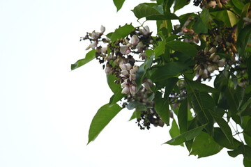Millettia pinnata flowers. It is a species of tree in the pea family Fabaceae. Its other names  Pongamia pinnata, Indian beech and Pongame oiltree. It is used in many Ayurvedic medicine.
