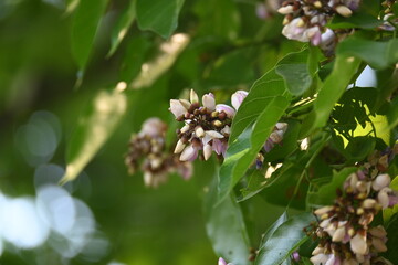 Millettia pinnata flowers. It is a species of tree in the pea family Fabaceae. Its other names  Pongamia pinnata, Indian beech and Pongame oiltree. It is used in many Ayurvedic medicine.
