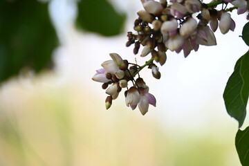 Millettia pinnata flowers. It is a species of tree in the pea family Fabaceae. Its other names  Pongamia pinnata, Indian beech and Pongame oiltree. It is used in many Ayurvedic medicine.
