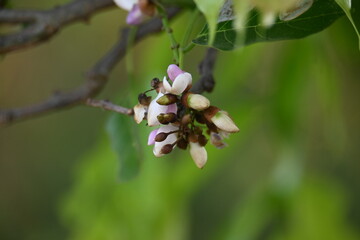 Millettia pinnata flowers. It is a species of tree in the pea family Fabaceae. Its other names  Pongamia pinnata, Indian beech and Pongame oiltree. It is used in many Ayurvedic medicine.
