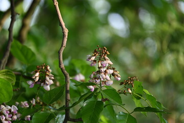 Millettia pinnata flowers. It is a species of tree in the pea family Fabaceae. Its other names  Pongamia pinnata, Indian beech and Pongame oiltree. It is used in many Ayurvedic medicine.
